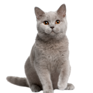 Kedi