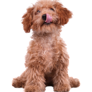 Köpek