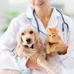 Veteriner maması eve gelsin